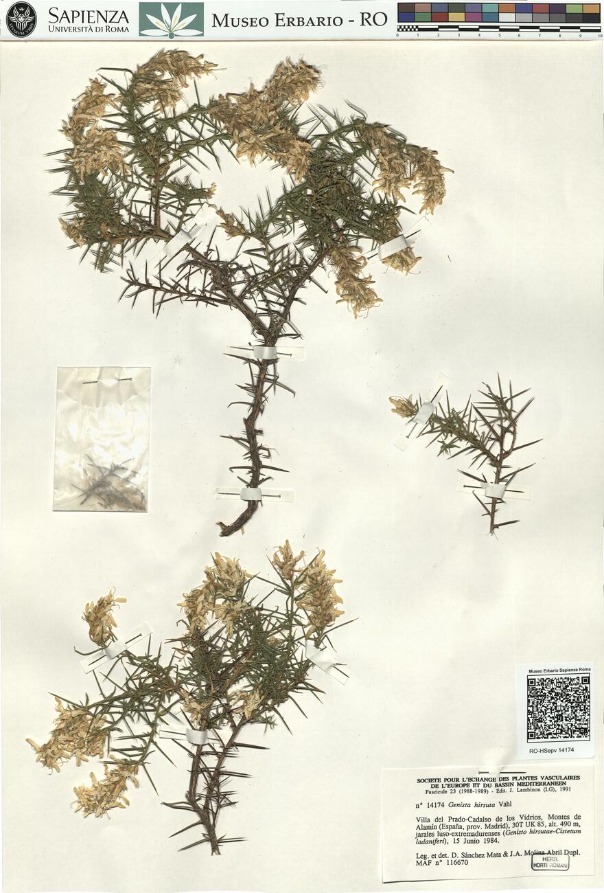 Genista hirsuta Vahl -  RO-HSepv 14174 photo