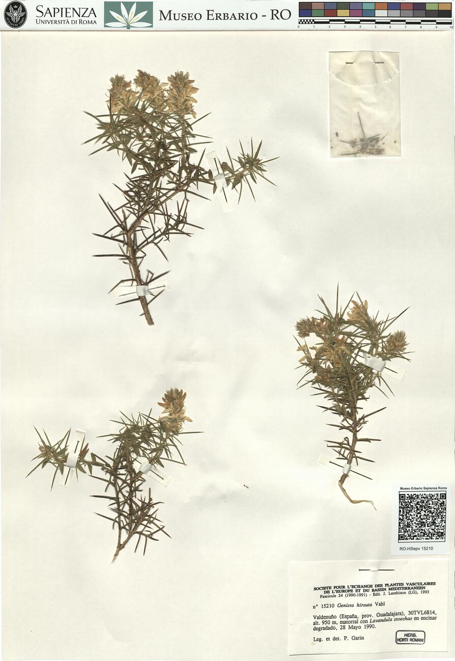 Genista hirsuta Vahl -  RO-HSepv 15210 photo