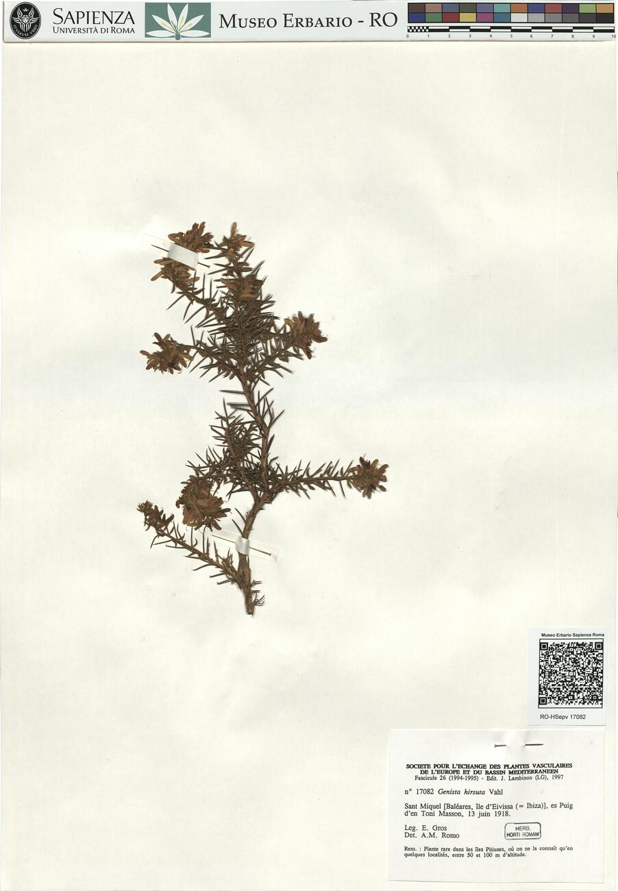 Genista hirsuta Vahl -  RO-HSepv 17082 photo