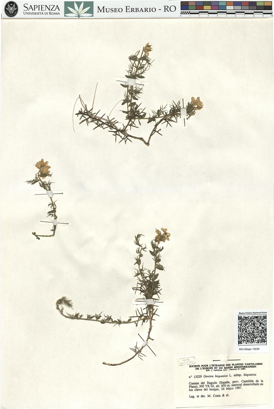 Genista hispanica L. subsp. hispanica -  RO-HSepv 13229 photo