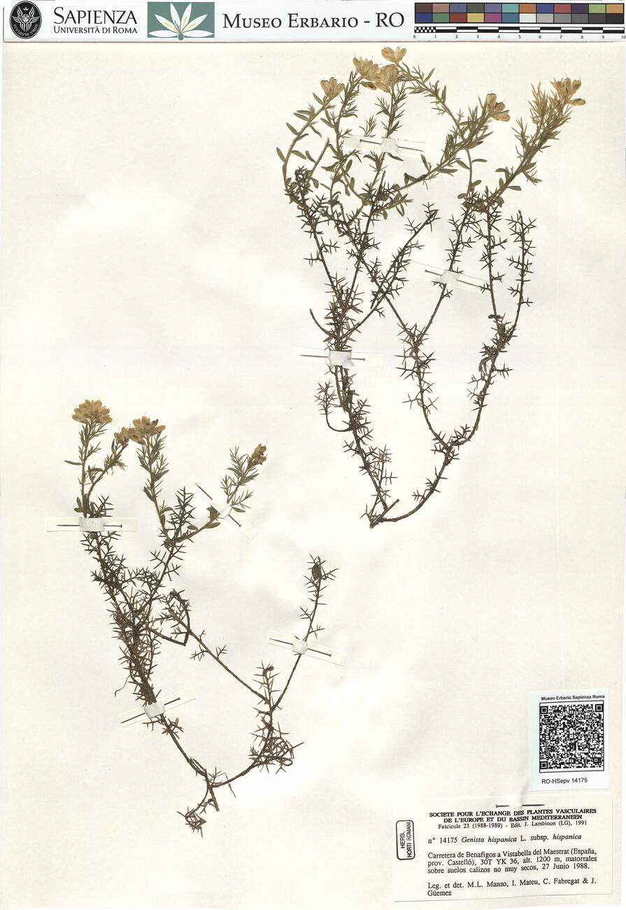 Genista hispanica L. subsp. hispanica -  RO-HSepv 14175 photo