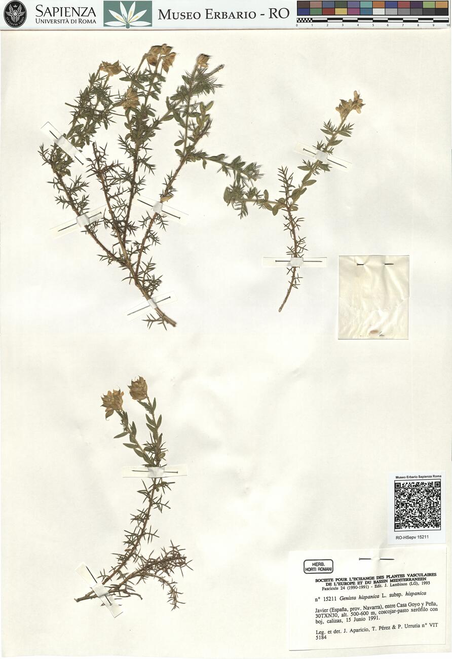Genista hispanica L. subsp. hispanica -  RO-HSepv 15211 photo