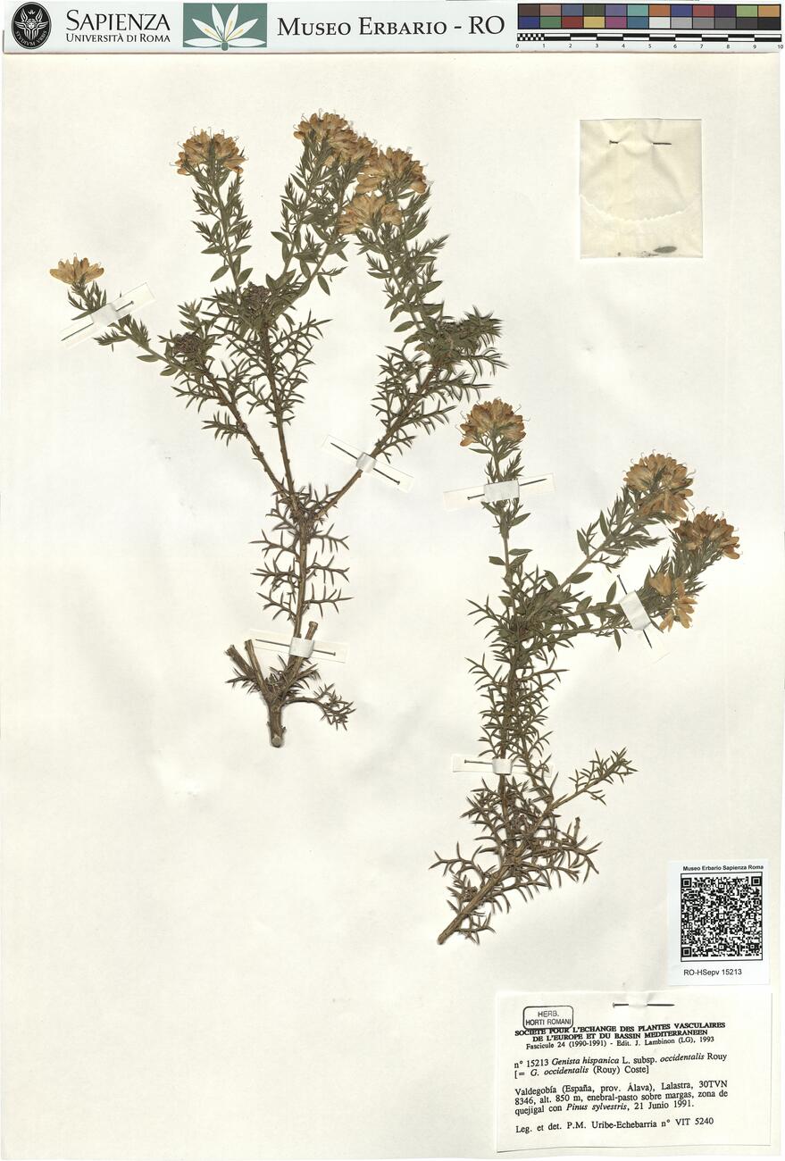 Genista hispanica L. subsp. occidentalis Rouy -  RO-HSepv 15213 photo