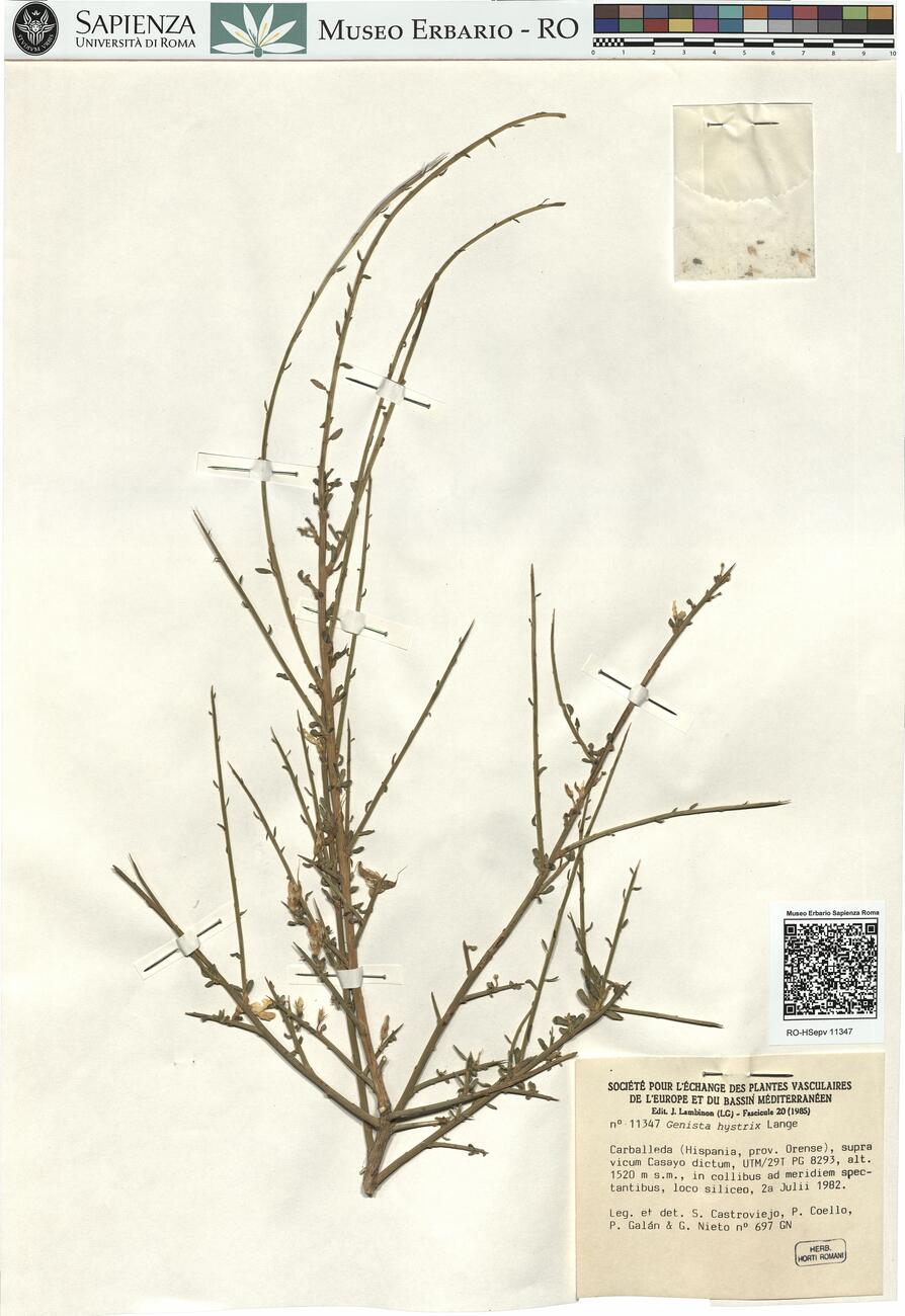 Genista hystrix Lange  -  RO-HSepv 11347 photo