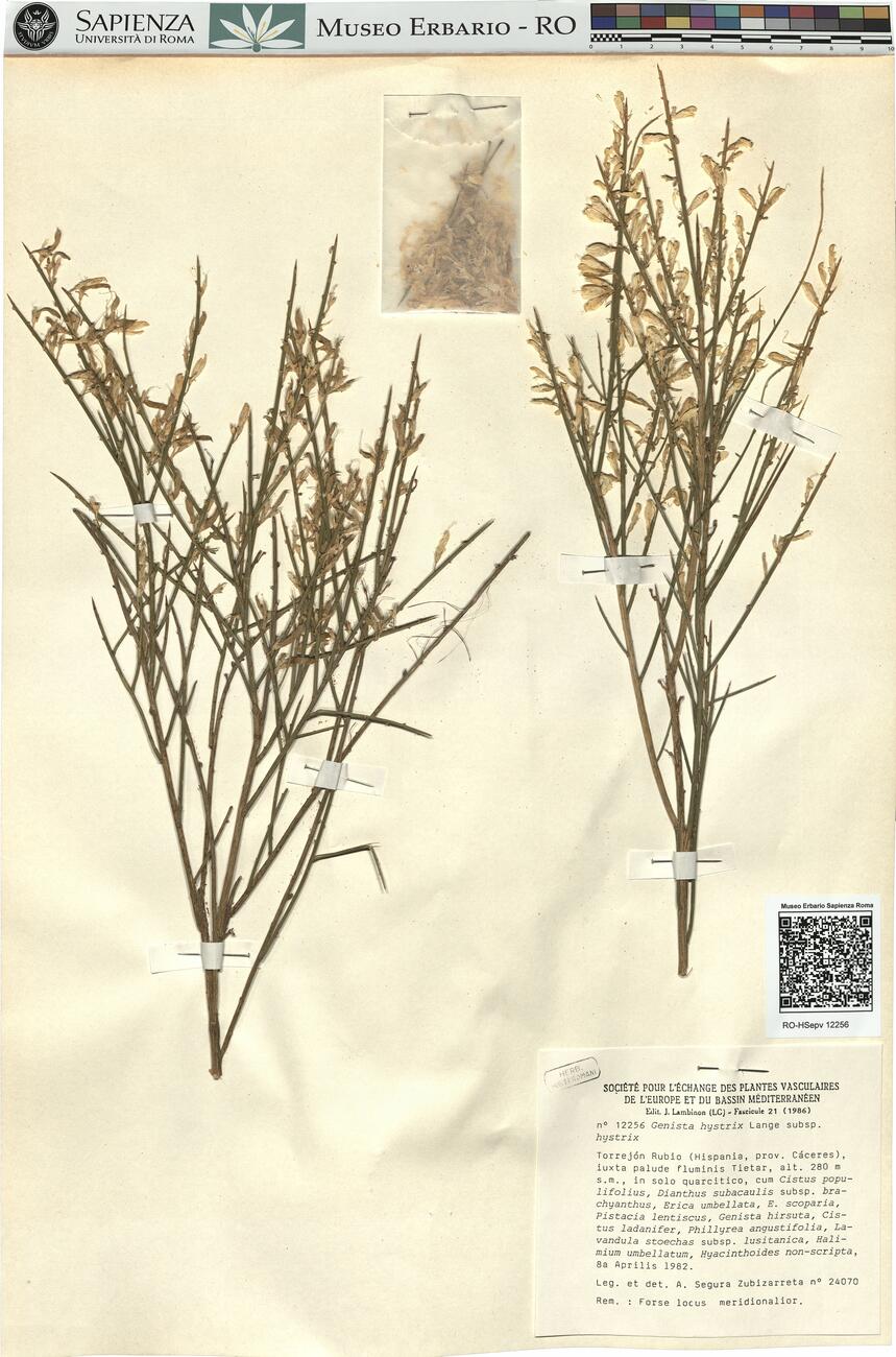 Genista hystrix Lange subsp. hystrix -  RO-HSepv 12256 photo
