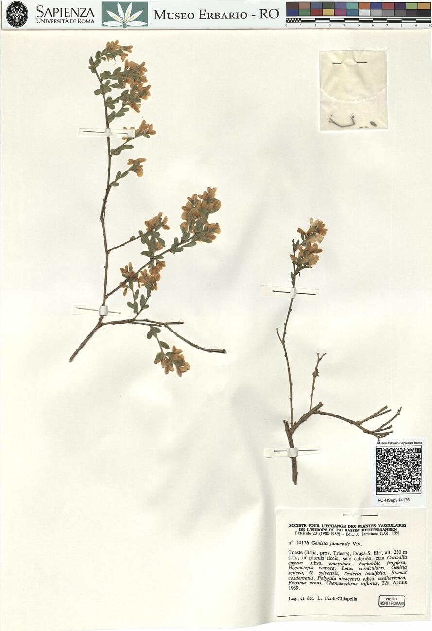 Genista januensis Viv. -  RO-HSepv 14176 photo