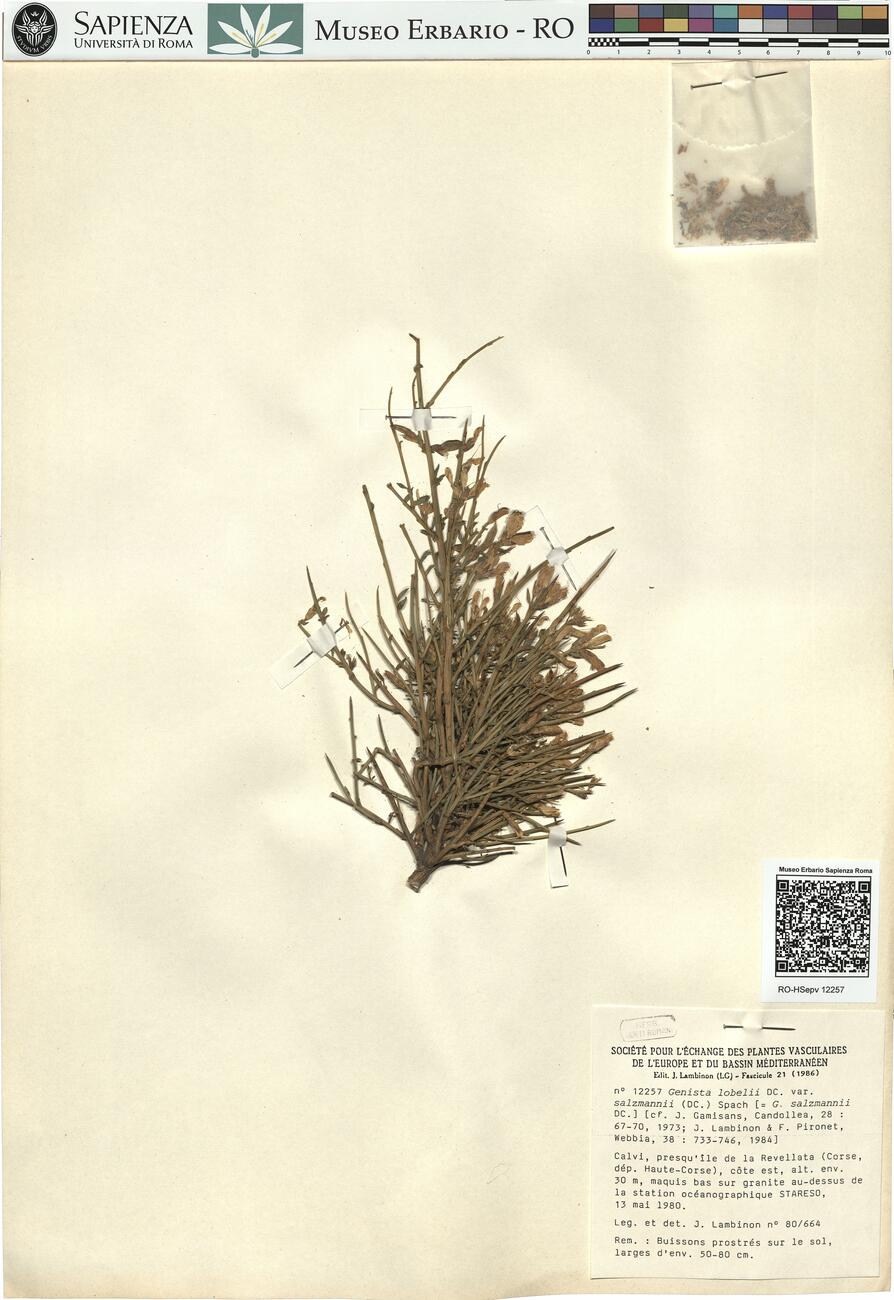 Genista lobelii DC. var. salzmannii (DC.) Spach -  RO-HSepv 12257 photo