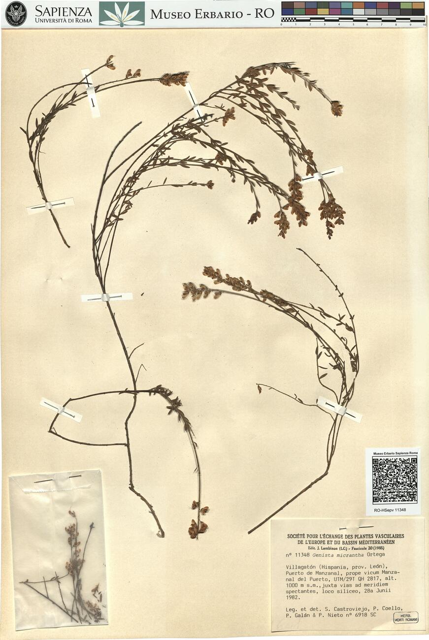 Genista micrantha Ortega -  RO-HSepv 11348 photo