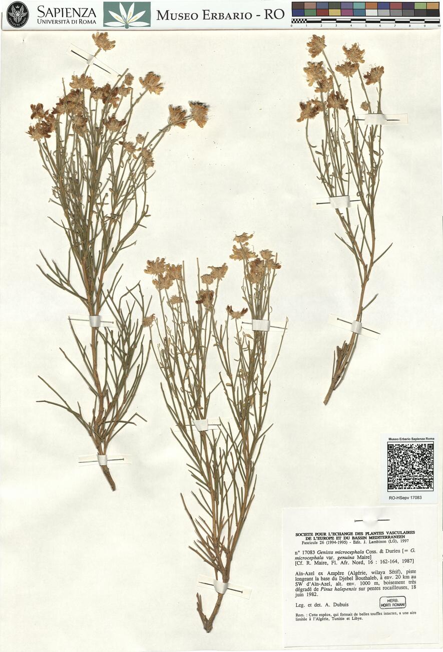 Genista microcephala Coss. & Durieu -  RO-HSepv 17083 photo