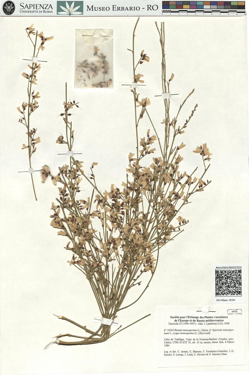 Retama monosperma (L.) Boiss. -  RO-HSepv 18104 photo