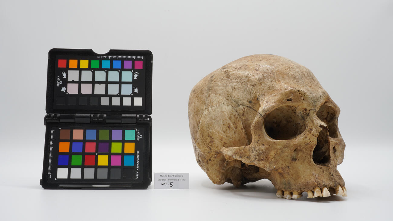 Cranio umano 0005 photo