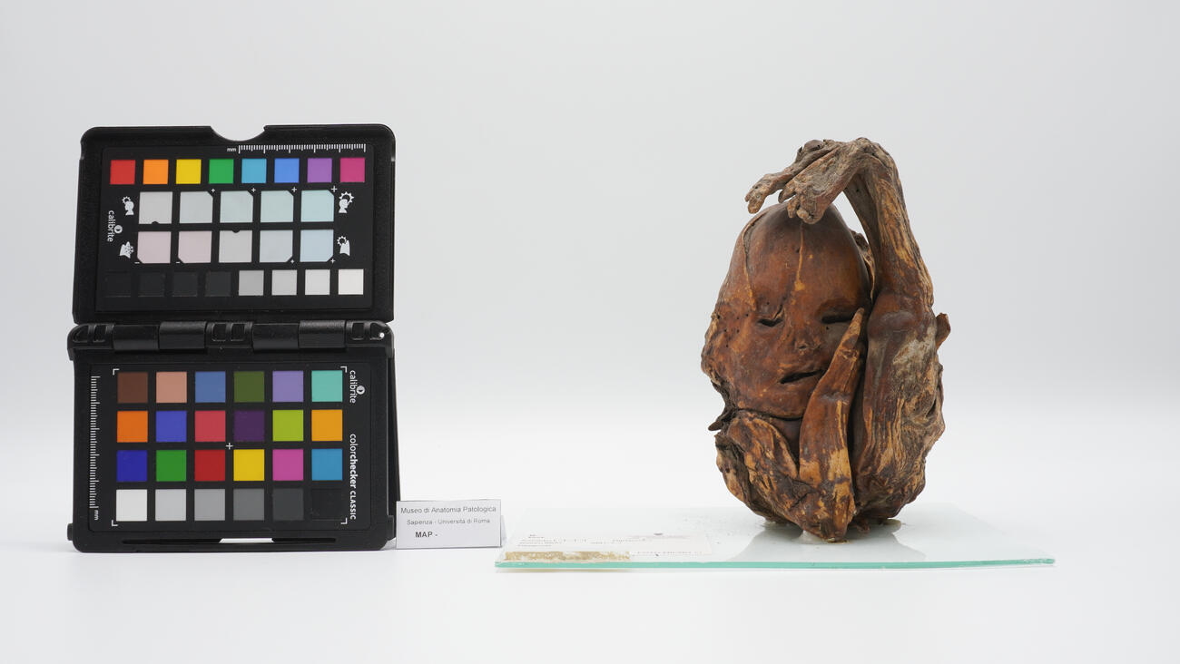 Litopedio 2495 photo