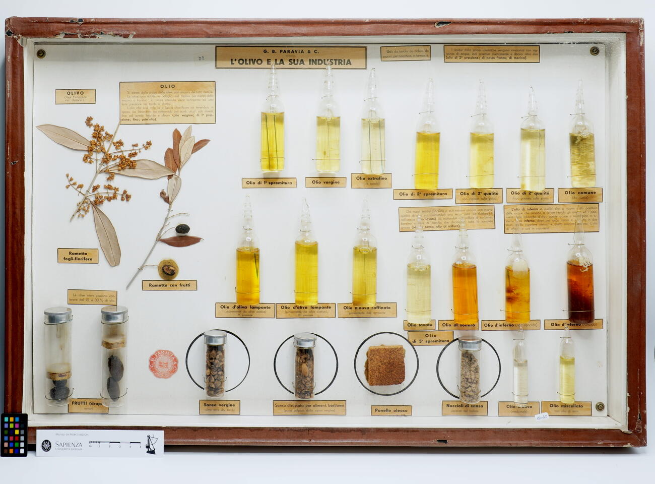 Teca didattica L'olivo e la sua industria P0003 photo