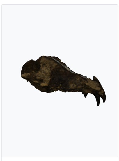 Fossile Canis mosbachensis Ve.1090 photo